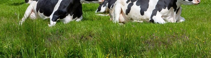 Land- und forstwirtschaftliche Dienstleistungen